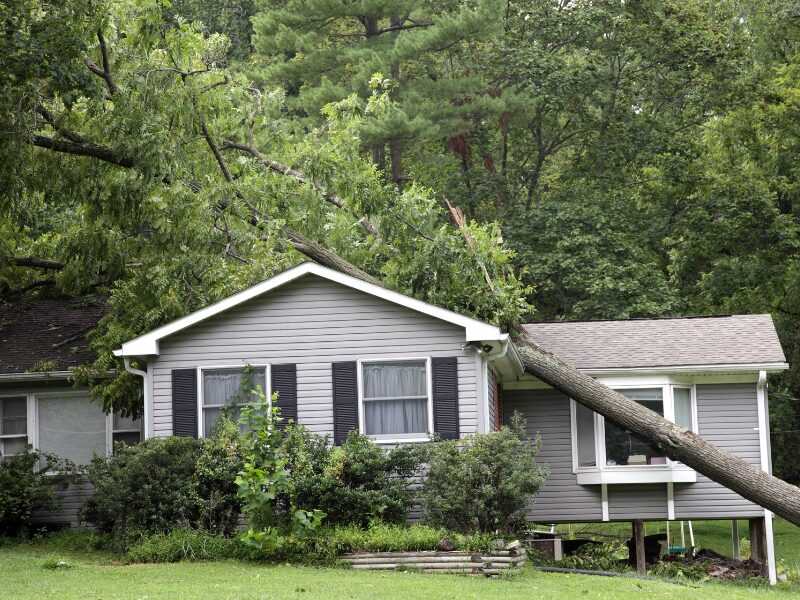 Emergency Tree Sevices in Ottawa