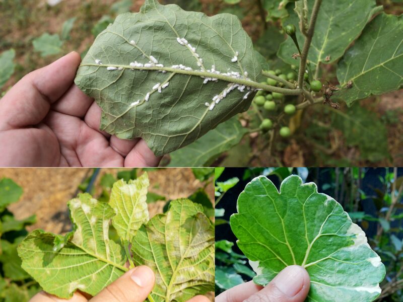 Trimming and Pruning plan to avoid Disease