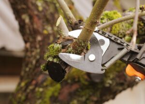 Tree Trimming Ottawa