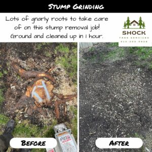 Shock Tree Services Stump Grinding Stittsville Gnarly Maple Stump