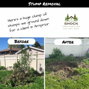 Shock Tree Services Stump Grinding in Almonte Clump of Bushes