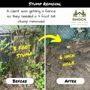 Shock Tree Services Stump Grinding in Kanata 3 Foot Stump