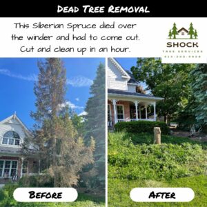 Shock Tree Services Tree Cutting Stittsville Dead Spruce