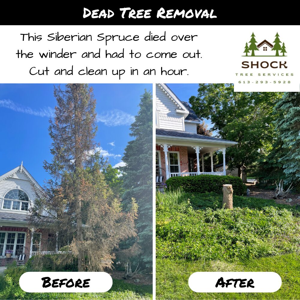 Shock Tree Services Tree Cutting Stittsville Dead Spruce