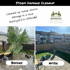 Shock Tree Services Tree Cutting Stittsville Storm Damage